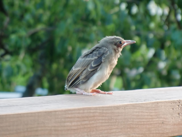 ヒヨドリのヒナ 愛知県豊橋市のホームページ制作 クロスロード